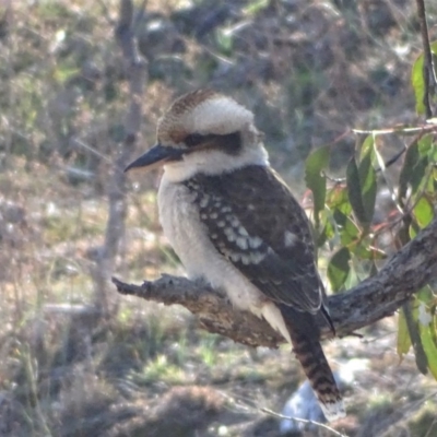 Dacelo novaeguineae (Laughing Kookaburra) at Isaacs Ridge - 28 Jul 2019 by Mike