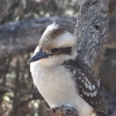 Dacelo novaeguineae at Isaacs Ridge - 28 Jul 2019 02:46 PM