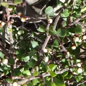 Melicytus angustifolius subsp. divaricatus at Oallen, NSW - 12 Jun 2019