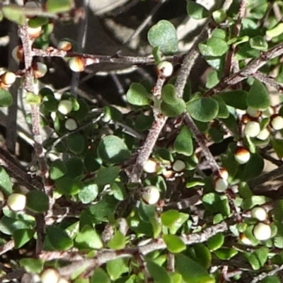 Melicytus angustifolius subsp. divaricatus (Divaricate Tree Violet) at Oallen, NSW - 12 Jun 2019 by JanetRussell