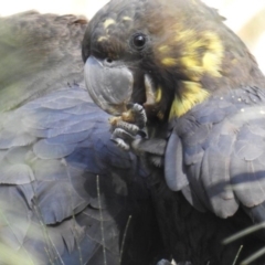 Calyptorhynchus lathami (Glossy Black-Cockatoo) at Mogo State Forest - 27 Jul 2019 by HelenCross