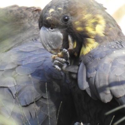 Calyptorhynchus lathami lathami (Glossy Black-Cockatoo) at Mogo State Forest - 27 Jul 2019 by HelenCross