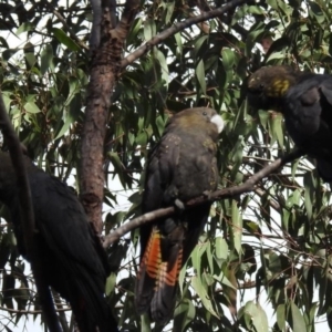 Calyptorhynchus lathami lathami at Mogo, NSW - 27 Jul 2019