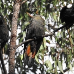 Calyptorhynchus lathami lathami at Mogo, NSW - suppressed