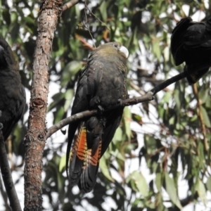 Calyptorhynchus lathami lathami at Mogo, NSW - 27 Jul 2019