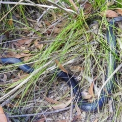 Pseudechis porphyriacus (Red-bellied Black Snake) at Mogo, NSW - 27 Jul 2019 by HelenCross