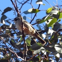 Melithreptus brevirostris (Brown-headed Honeyeater) at Mount Ainslie - 28 Jul 2019 by RodDeb