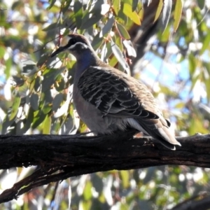 Phaps chalcoptera at Majura, ACT - 28 Jul 2019