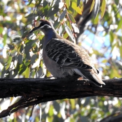 Phaps chalcoptera (Common Bronzewing) at Majura, ACT - 28 Jul 2019 by RodDeb