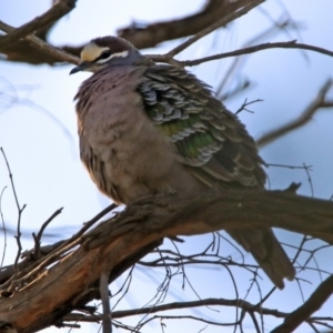 Phaps chalcoptera at Majura, ACT - 28 Jul 2019 01:30 PM