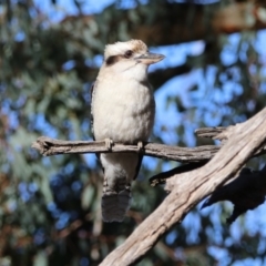 Dacelo novaeguineae (Laughing Kookaburra) at Mount Ainslie - 28 Jul 2019 by RodDeb