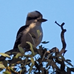 Dacelo novaeguineae at Pialligo, ACT - 28 Jul 2019 01:53 PM