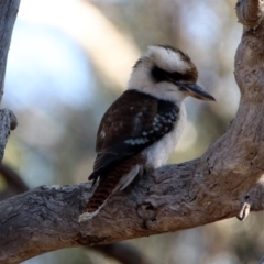 Dacelo novaeguineae at Pialligo, ACT - 28 Jul 2019 01:53 PM