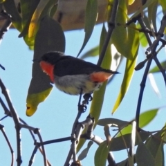 Dicaeum hirundinaceum (Mistletoebird) at Mount Ainslie - 28 Jul 2019 by RodDeb