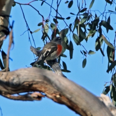 Petroica boodang (Scarlet Robin) at Majura, ACT - 28 Jul 2019 by RodDeb