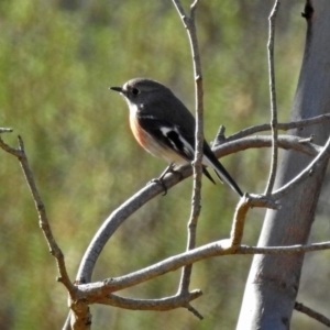 Petroica boodang at Majura, ACT - 28 Jul 2019