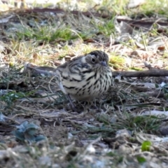 Pyrrholaemus sagittatus (Speckled Warbler) at Mount Ainslie - 28 Jul 2019 by RodDeb