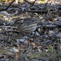 Pyrrholaemus sagittatus at Majura, ACT - 28 Jul 2019