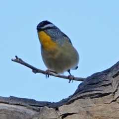 Pardalotus punctatus (Spotted Pardalote) at Majura, ACT - 28 Jul 2019 by RodDeb