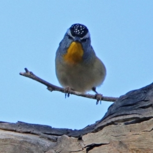 Pardalotus punctatus at Majura, ACT - 28 Jul 2019