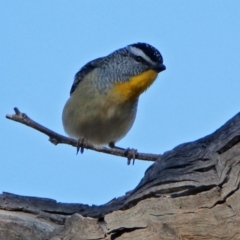 Pardalotus punctatus at Majura, ACT - 28 Jul 2019