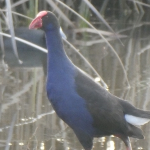 Porphyrio melanotus at Franklin, ACT - 27 Jul 2019