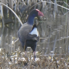 Porphyrio melanotus at Franklin, ACT - 27 Jul 2019