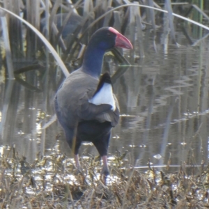 Porphyrio melanotus at Franklin, ACT - 27 Jul 2019