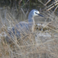 Egretta novaehollandiae (White-faced Heron) at Franklin, ACT - 27 Jul 2019 by GeoffRobertson