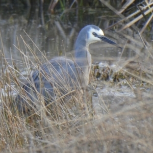 Egretta novaehollandiae at Franklin, ACT - 27 Jul 2019 04:15 PM