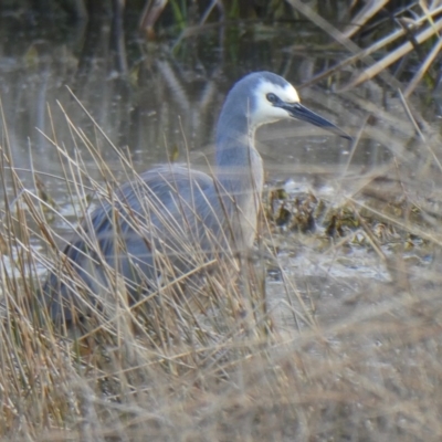 Egretta novaehollandiae (White-faced Heron) at Budjan Galindji (Franklin Grassland) Reserve - 27 Jul 2019 by GeoffRobertson