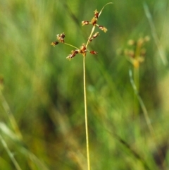 Fimbristylis dichotoma (A Sedge) at Conder, ACT - 1 Dec 1999 by michaelb