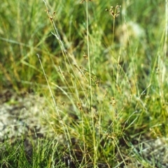 Fimbristylis dichotoma (A Sedge) at Conder, ACT - 2 Dec 1999 by MichaelBedingfield