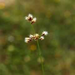 Fimbristylis dichotoma (A Sedge) at Tuggeranong Hill - 10 Jan 2000 by michaelb