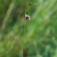 Fimbristylis dichotoma (A Sedge) at Theodore, ACT - 15 Feb 2000 by michaelb