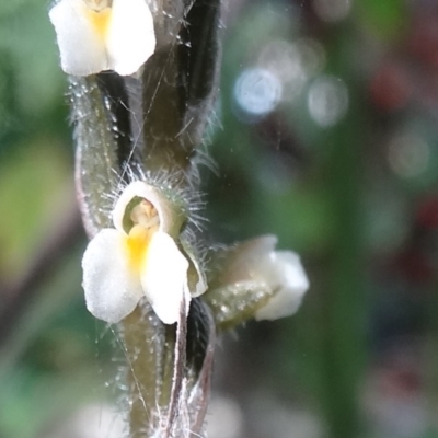 Zeuxine oblonga (Common Jewel Orchid) at Tewantin, QLD - 21 Sep 2013 by JoanH