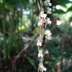 Zeuxine oblonga at Heritage Park Bushland Reserve - suppressed
