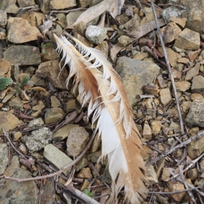 Unverified Bird of prey at Red Hill Nature Reserve - 29 Jul 2019 by LisaH