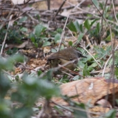 Sericornis frontalis (White-browed Scrubwren) at Deakin, ACT - 29 Jul 2019 by LisaH