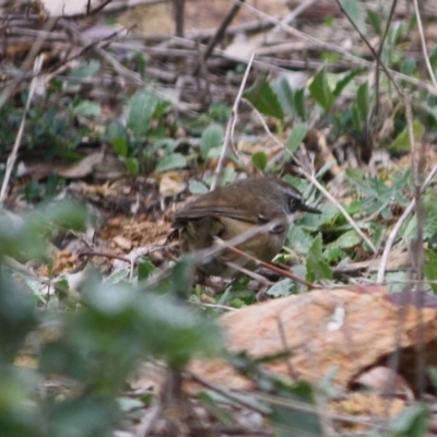 Sericornis frontalis (White-browed Scrubwren) at Red Hill Nature Reserve - 29 Jul 2019 by LisaH