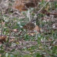 Sericornis frontalis at Deakin, ACT - 29 Jul 2019 01:51 PM