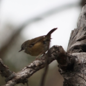 Sericornis frontalis at Deakin, ACT - 29 Jul 2019