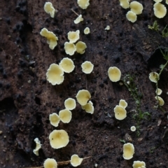 Lachnellula sp. at Kianga, NSW - 29 Jul 2019 by Teresa