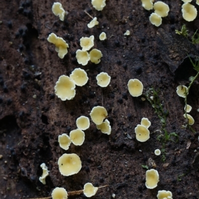 Lachnellula sp. at Kianga, NSW - 29 Jul 2019 by Teresa