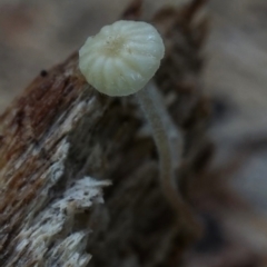 Mycena sp. (genus) (Mycena) at Box Cutting Rainforest Walk - 29 Jul 2019 by Teresa