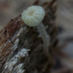 Mycena sp. (Mycena) at Kianga, NSW - 28 Jul 2019 by Teresa