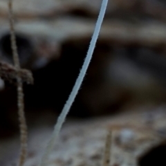 Mycena sp. (genus) at Box Cutting Rainforest Walk - 29 Jul 2019 12:00 AM