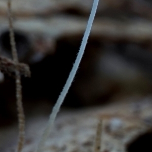 Mycena sp. (genus) at Box Cutting Rainforest Walk - 29 Jul 2019 12:00 AM
