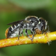 Megachile (Hackeriapis) oblonga (A Megachild bee) at Evatt, ACT - 23 Dec 2017 by TimL