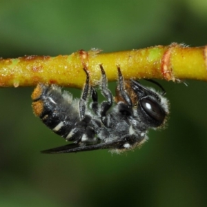 Megachile (Hackeriapis) oblonga at Evatt, ACT - 23 Dec 2017
